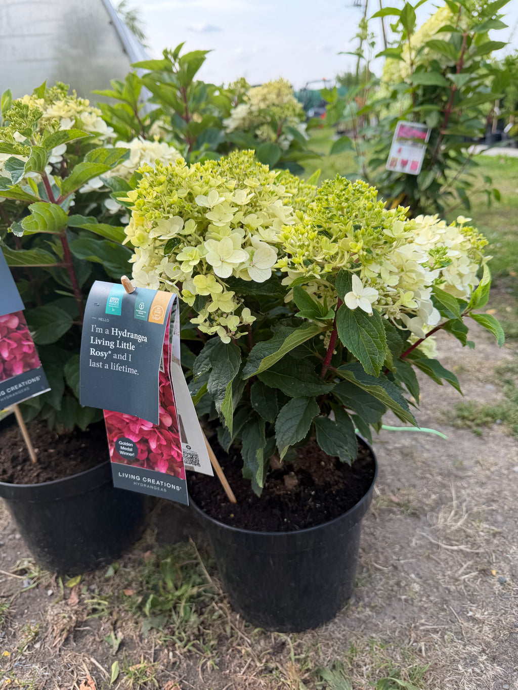 Hortensja bukietowa Living Little Rosy®