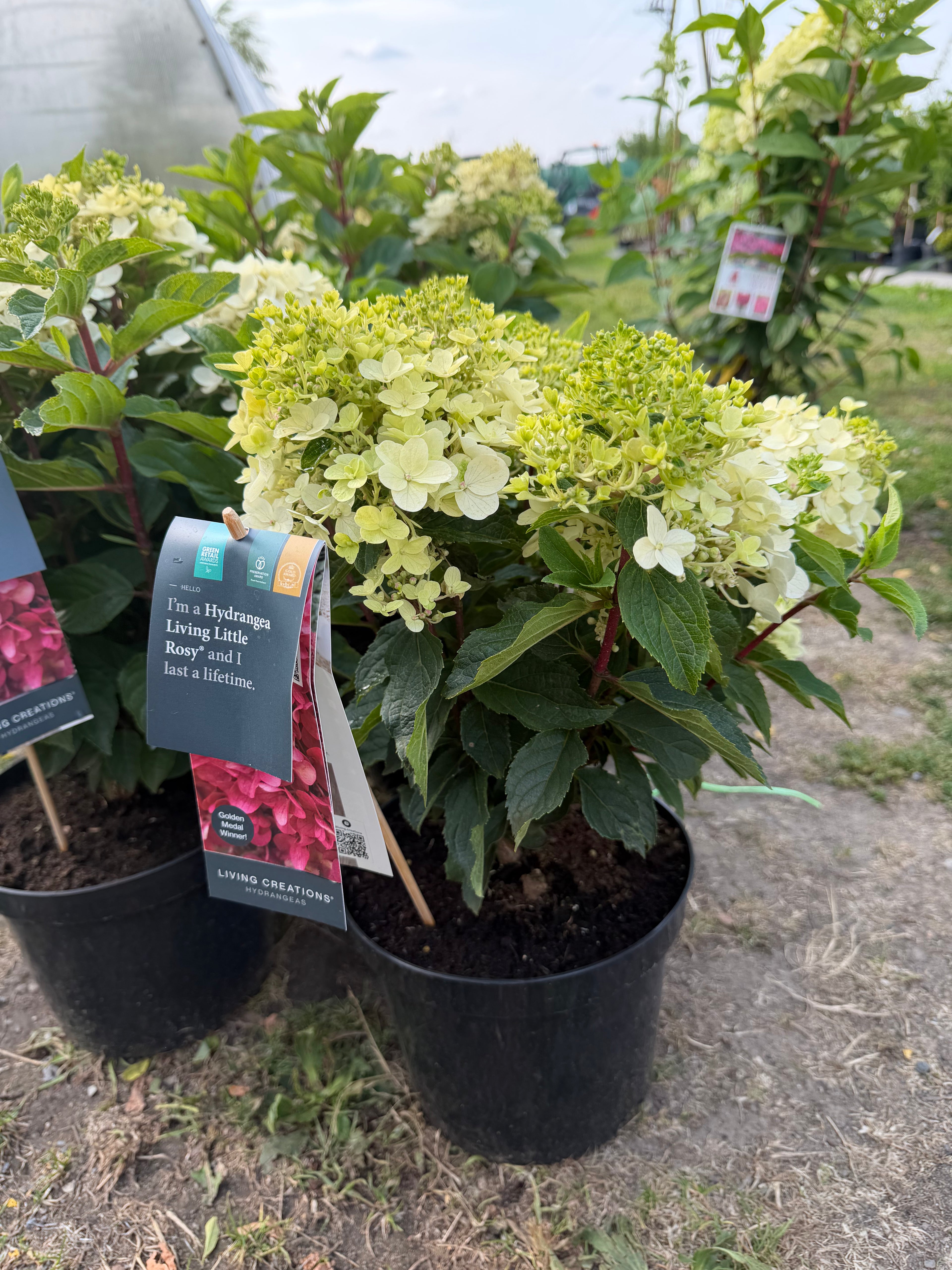 Hortensja bukietowa Living Little Rosy®