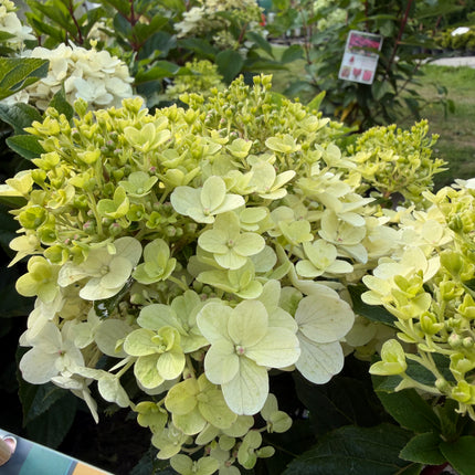 Hortensja bukietowa Living Little Rosy®