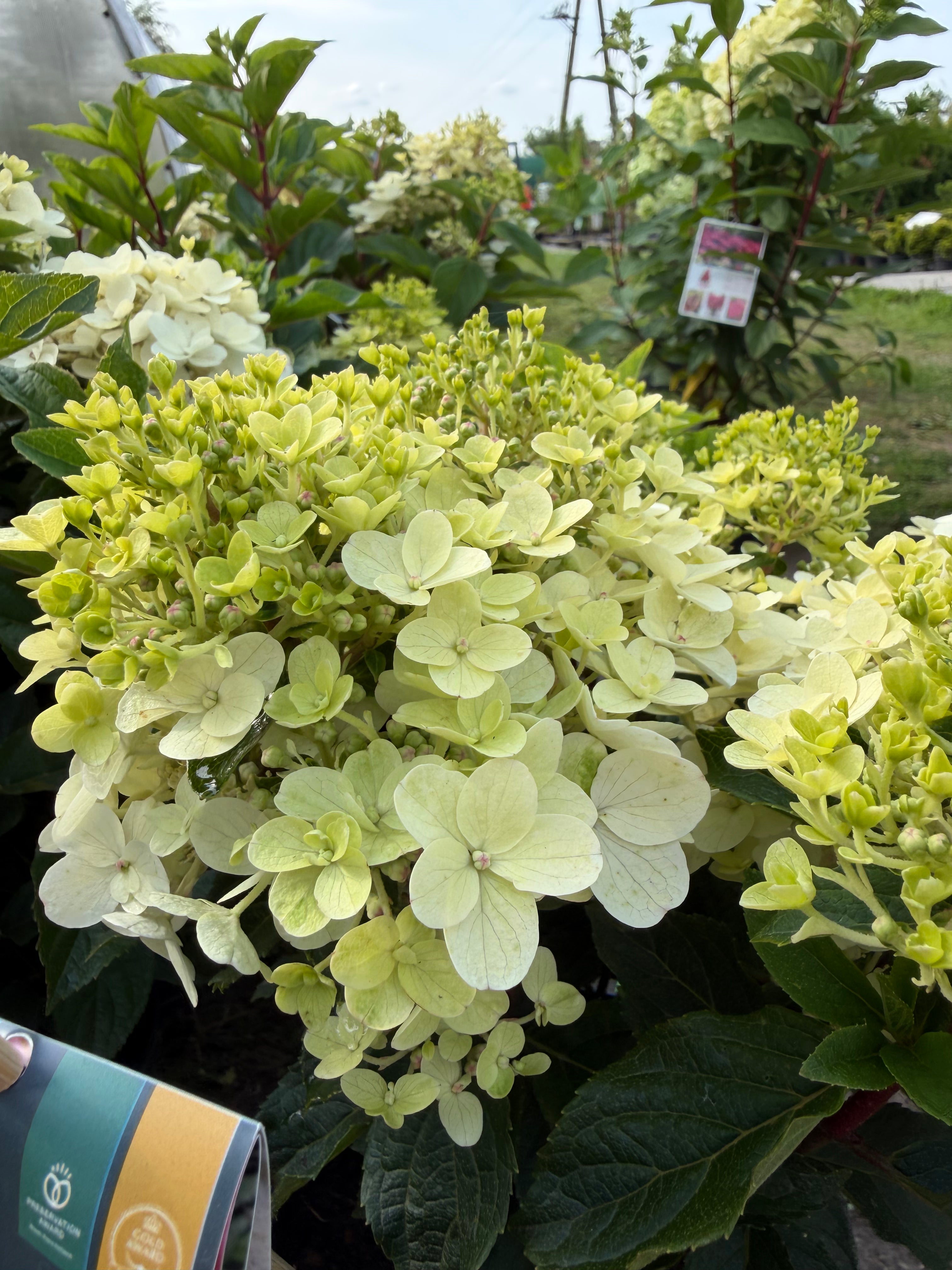 Hortensja bukietowa Living Little Rosy®