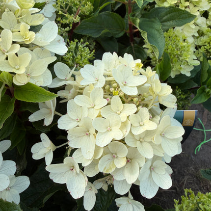 Hortensja bukietowa Living Little Rosy®