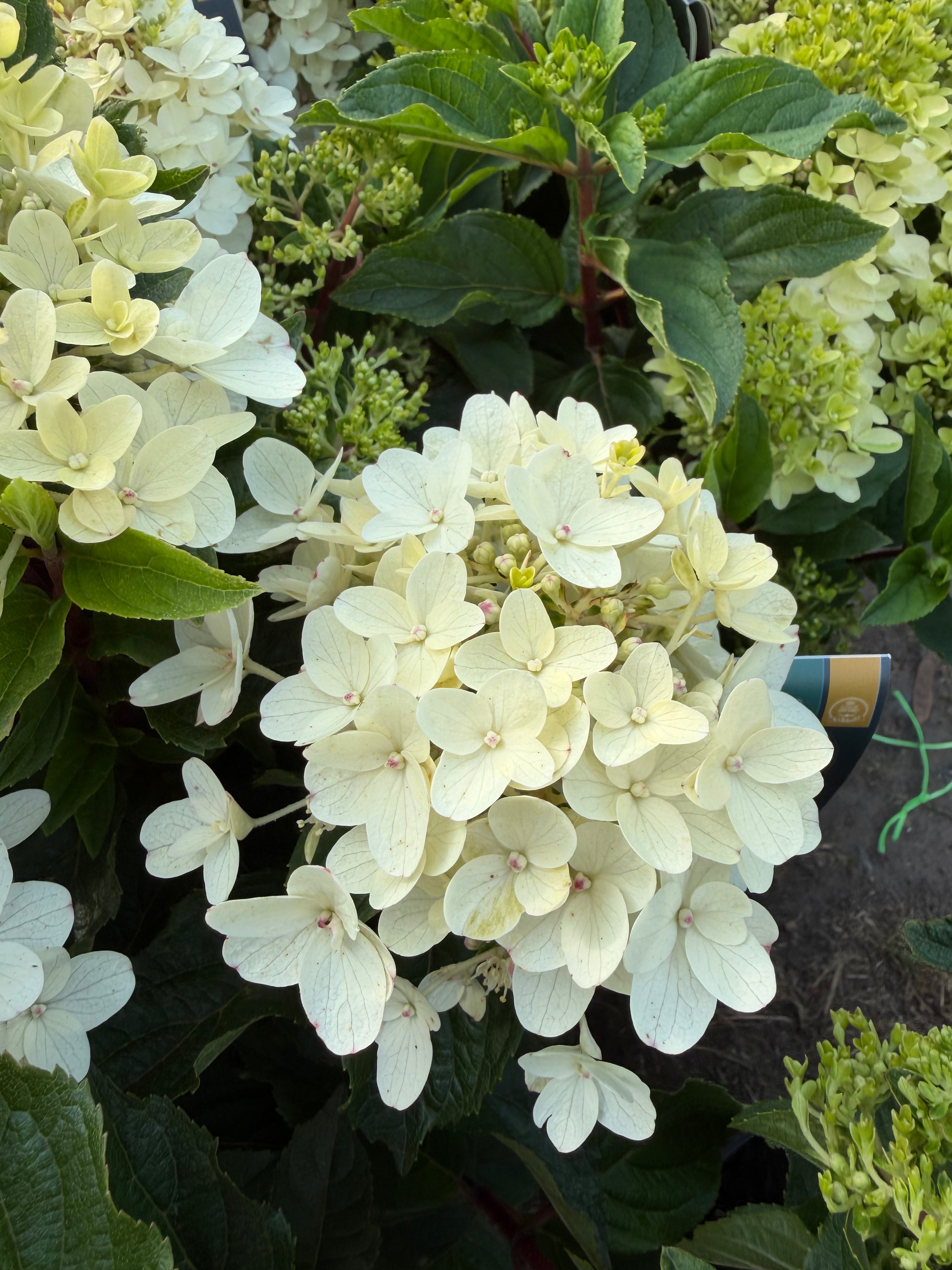 Hortensja bukietowa Living Little Rosy®