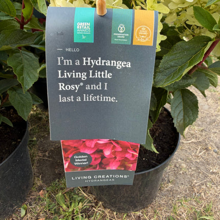 Hortensja bukietowa Living Little Rosy®