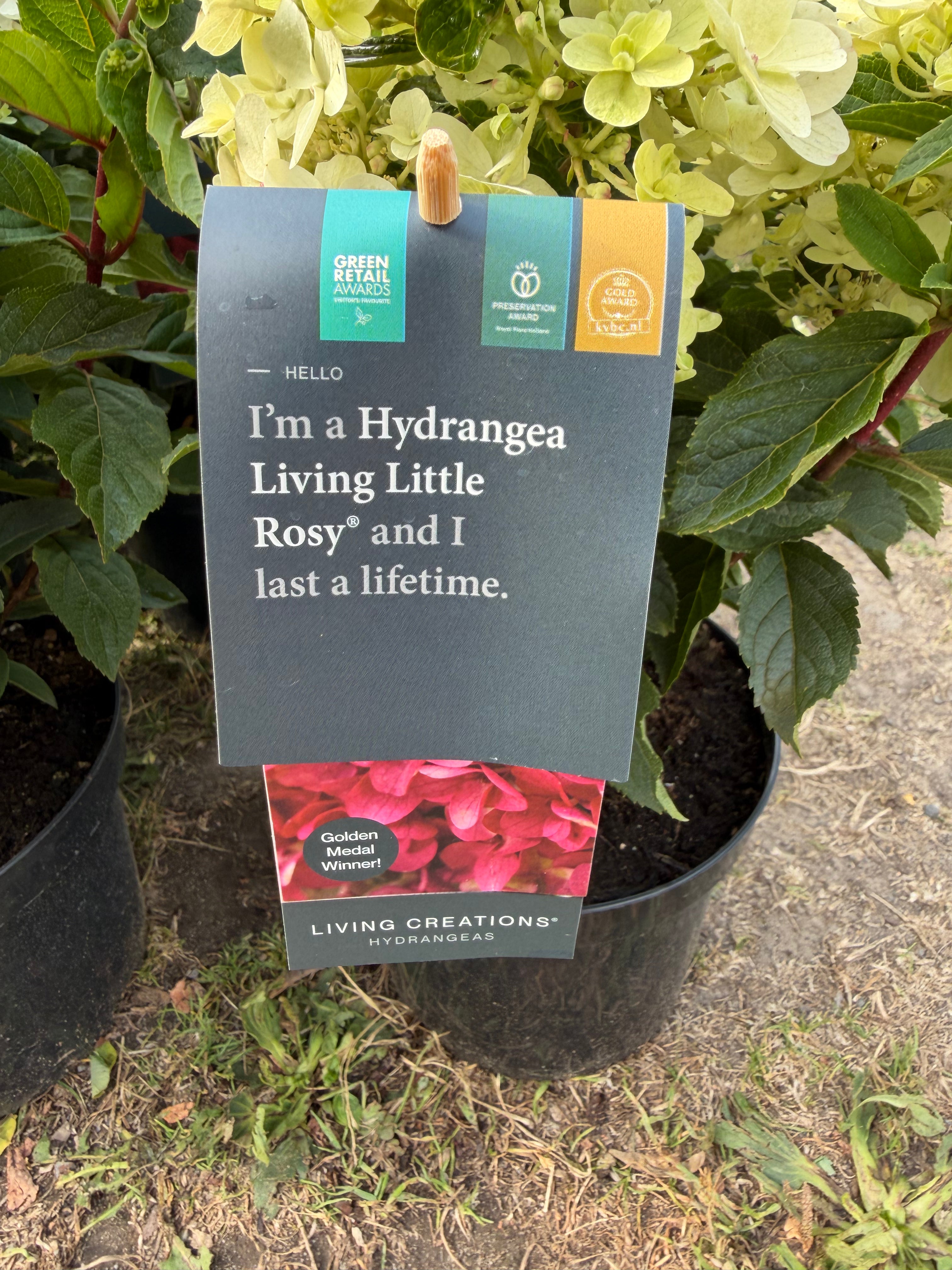 Hortensja bukietowa Living Little Rosy®