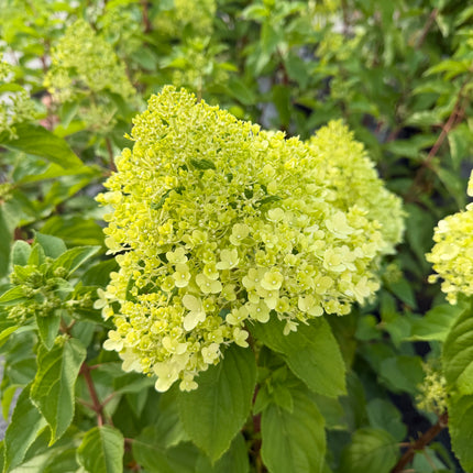 Hortensja bukietowa 'Limelight' (Hydrangea paniculata)