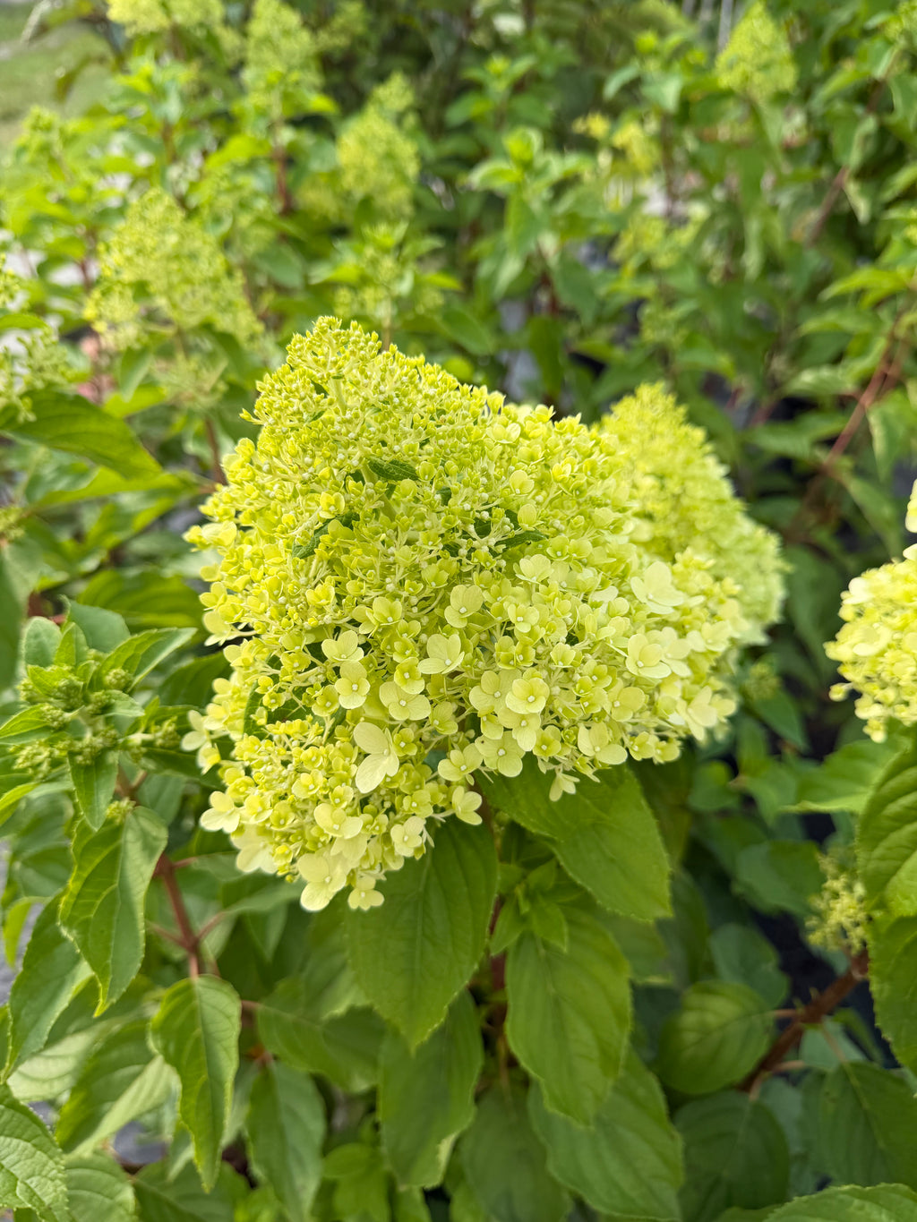Hortensja bukietowa 'Limelight' (Hydrangea paniculata)