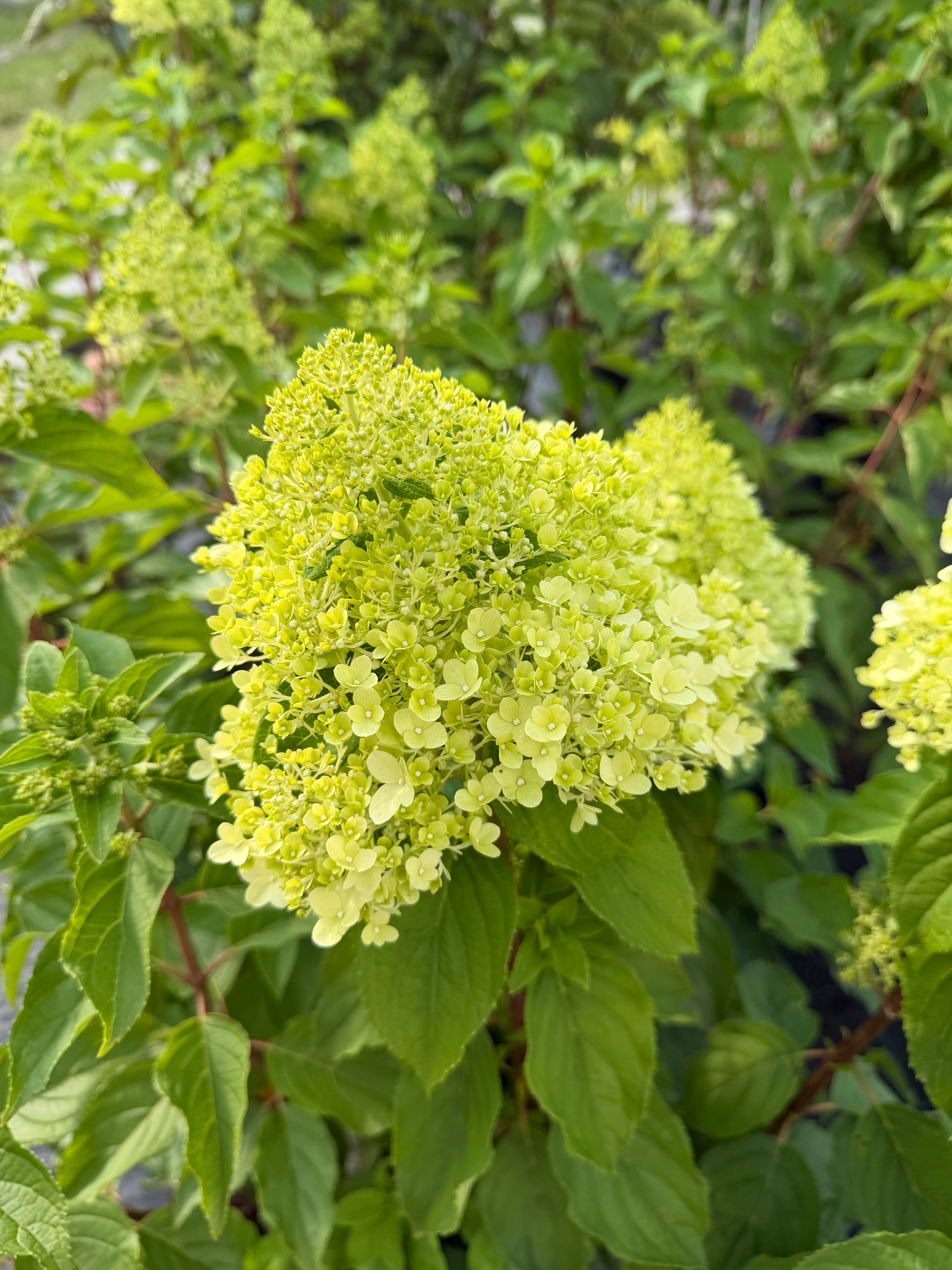 Hortensja bukietowa 'Limelight' (Hydrangea paniculata)
