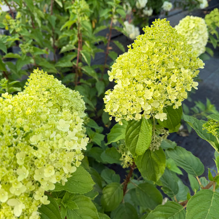 Hortensja bukietowa 'Limelight' (Hydrangea paniculata)