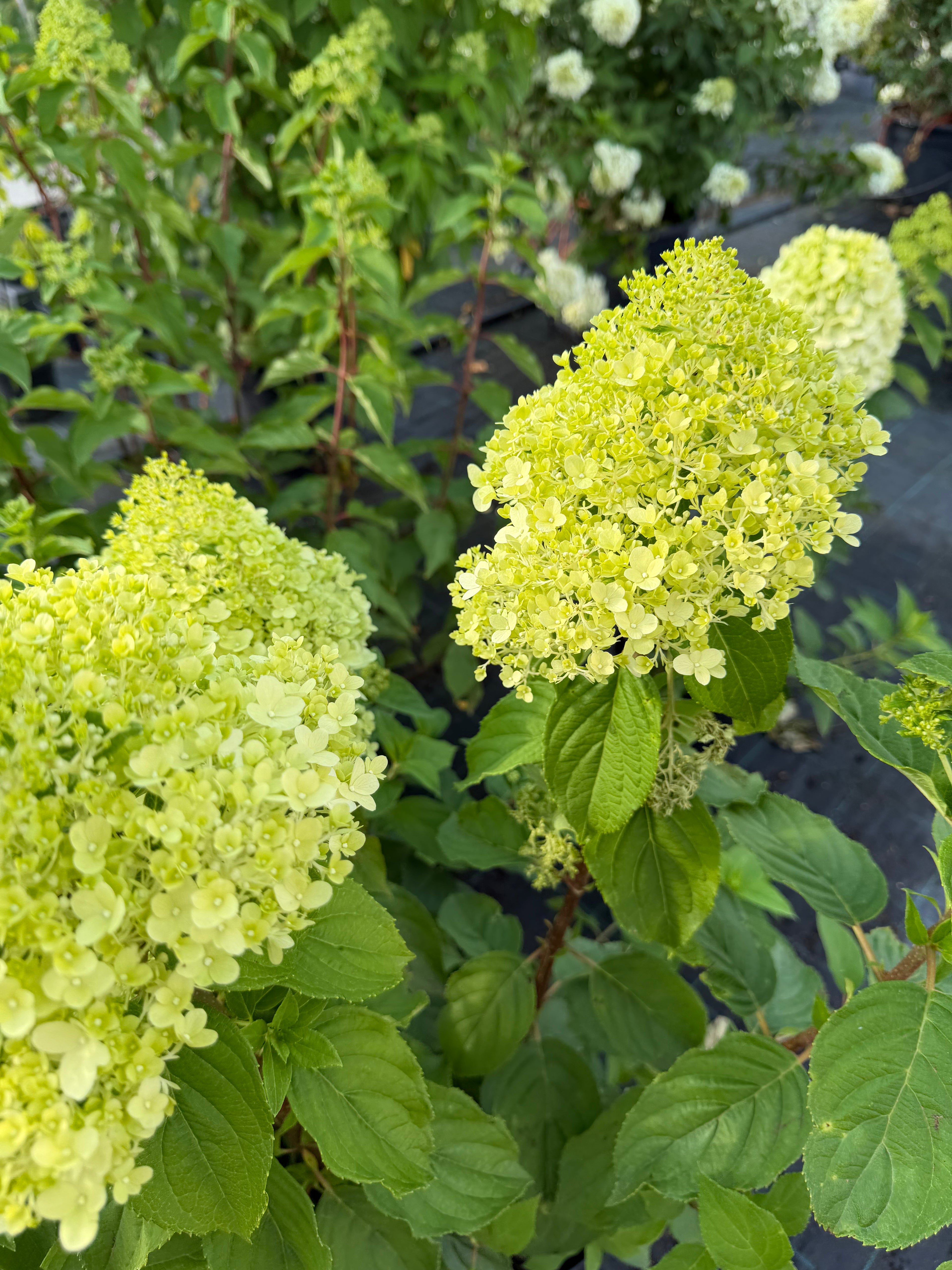Hortensja bukietowa 'Limelight' (Hydrangea paniculata)
