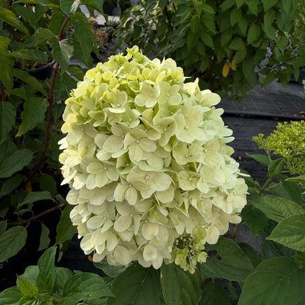 Hortensja bukietowa 'Limelight' (Hydrangea paniculata)