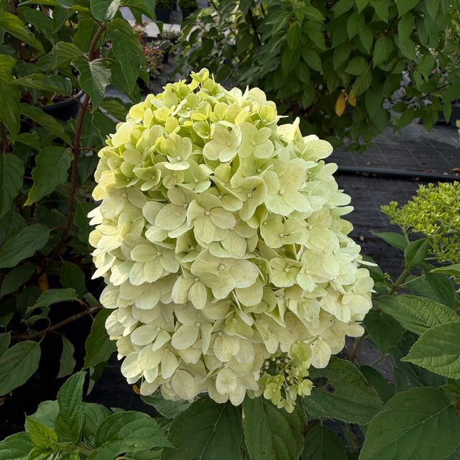 Hortensja bukietowa 'Limelight' (Hydrangea paniculata)