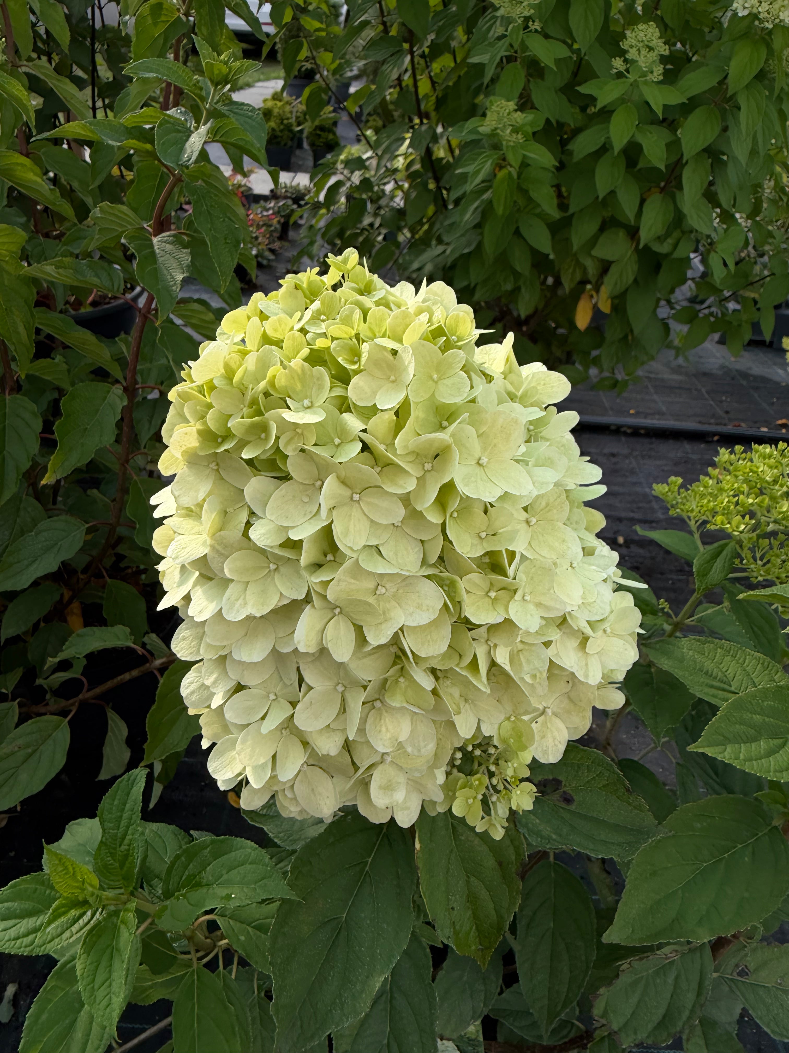 Hortensja bukietowa 'Limelight' (Hydrangea paniculata)
