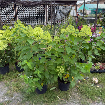 Hortensja bukietowa 'Limelight' (Hydrangea paniculata)