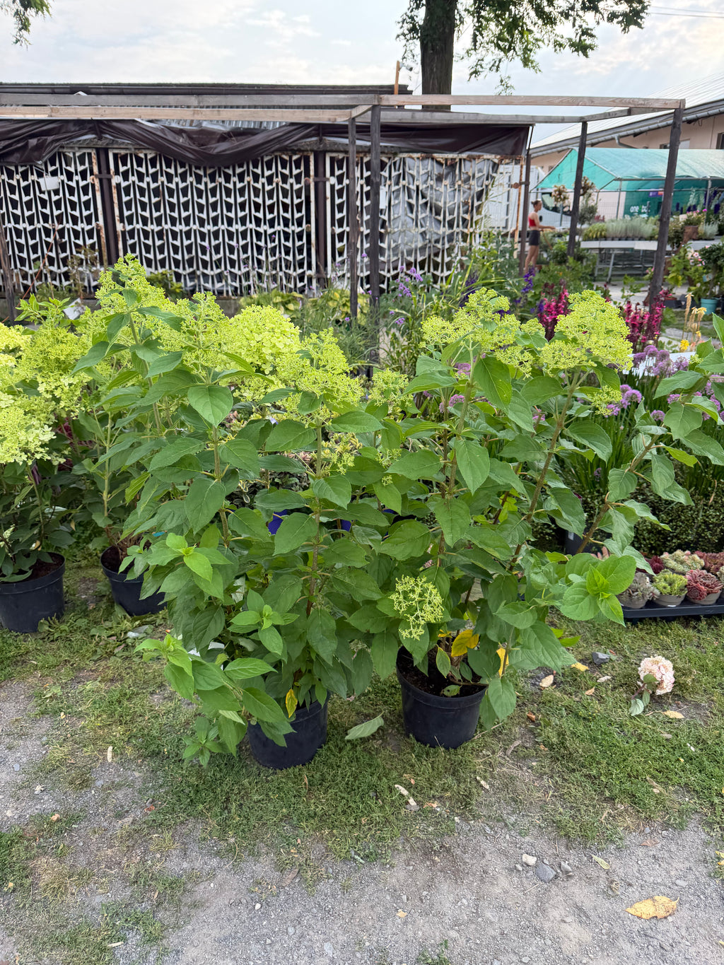 Hortensja bukietowa 'Limelight' (Hydrangea paniculata)
