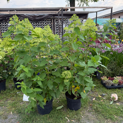 Hortensja bukietowa 'Limelight' (Hydrangea paniculata)