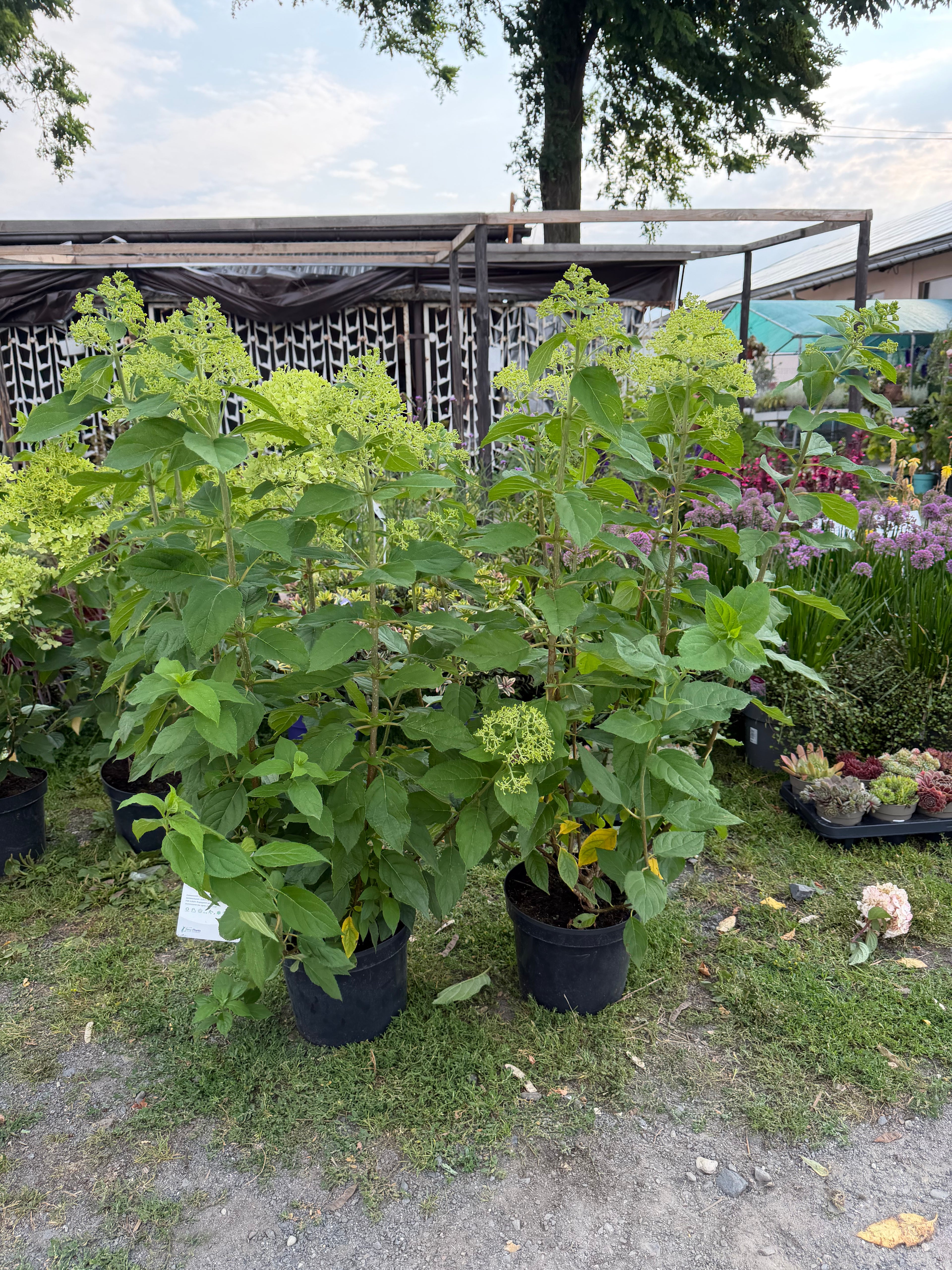 Hortensja bukietowa 'Limelight' (Hydrangea paniculata)