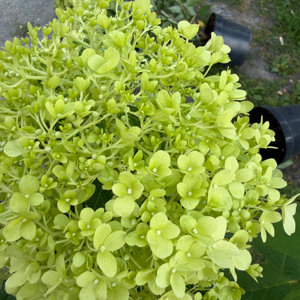 Hortensja bukietowa 'Limelight' (Hydrangea paniculata)
