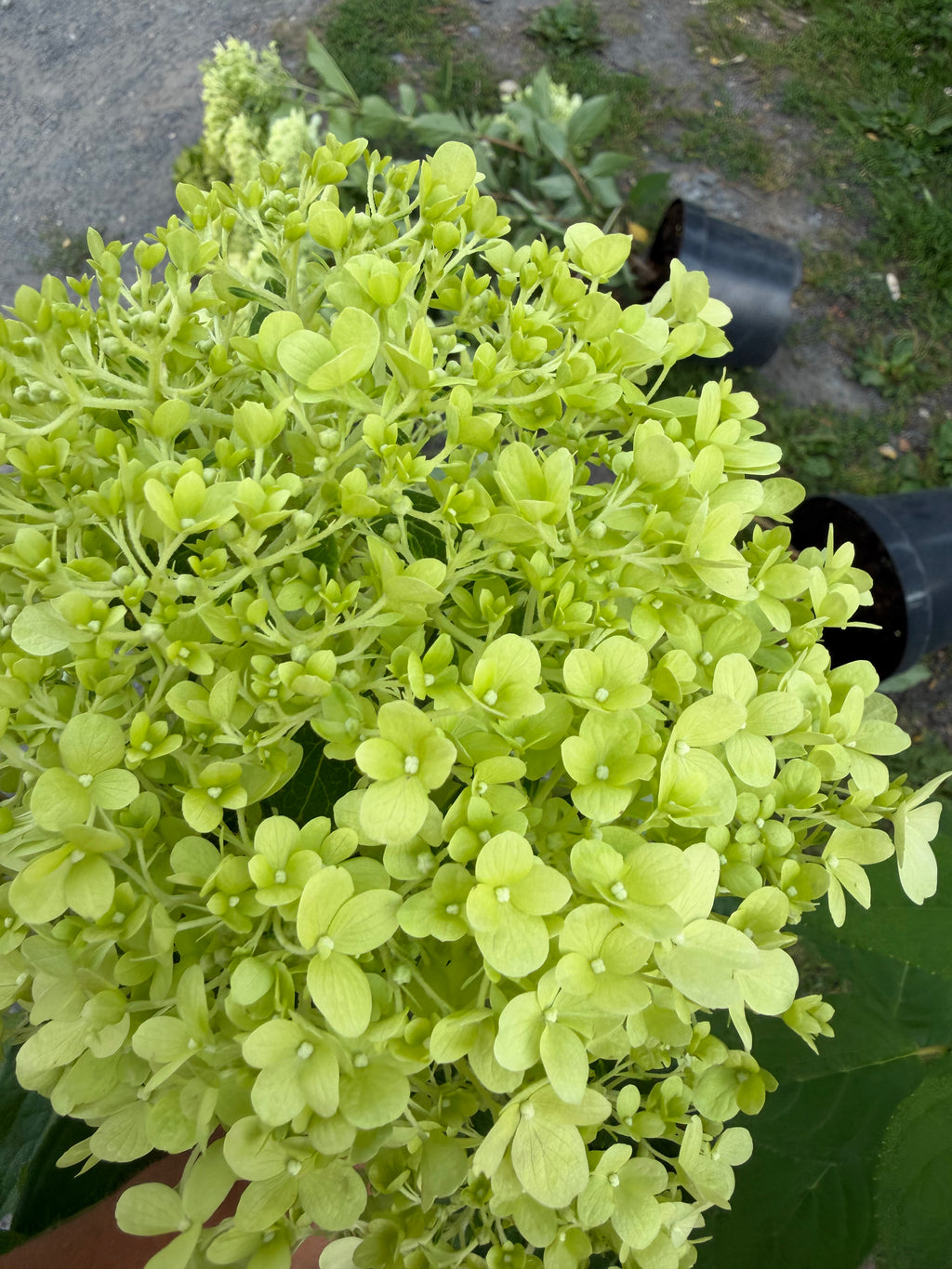Hortensja bukietowa 'Limelight' (Hydrangea paniculata)
