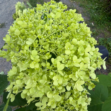 Hortensja bukietowa 'Limelight' (Hydrangea paniculata)