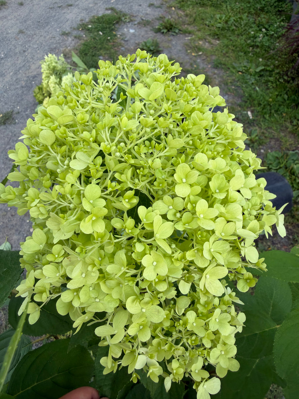 Hortensja bukietowa 'Limelight' (Hydrangea paniculata)