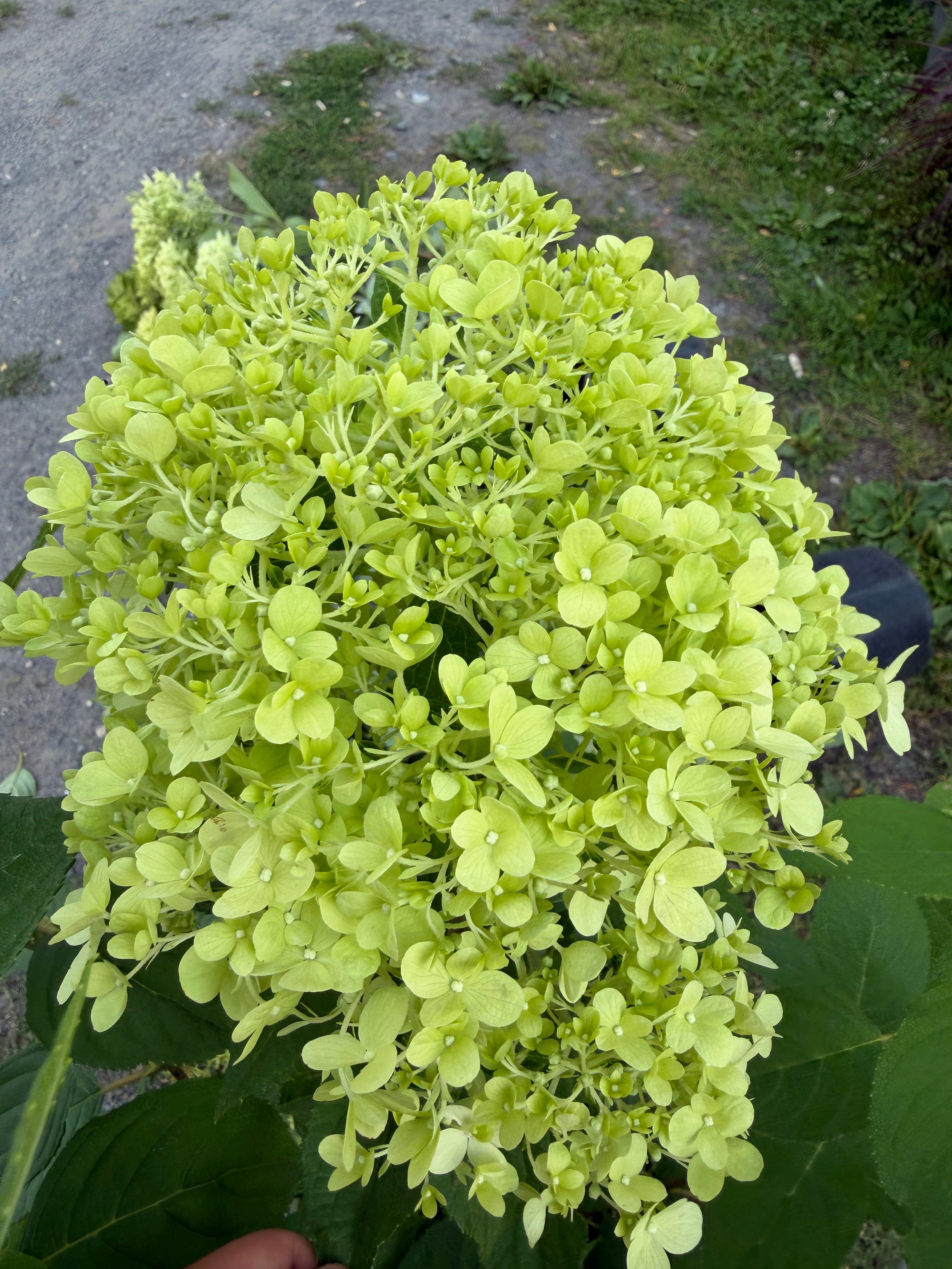 Hortensja bukietowa 'Limelight' (Hydrangea paniculata)