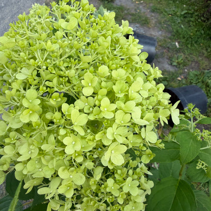 Hortensja bukietowa 'Limelight' (Hydrangea paniculata)