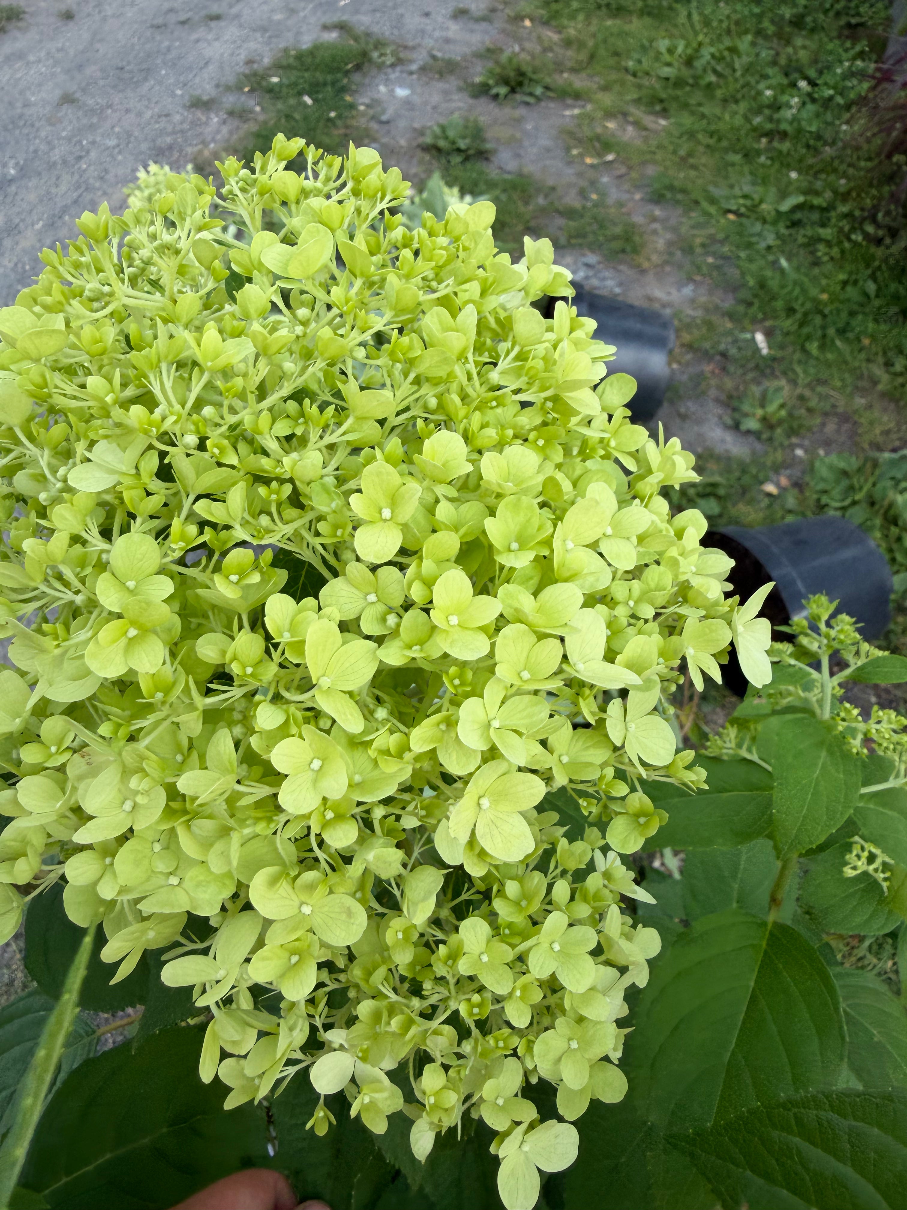 Hortensja bukietowa 'Limelight' (Hydrangea paniculata)