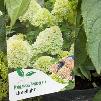 Hortensja bukietowa 'Limelight' (Hydrangea paniculata)