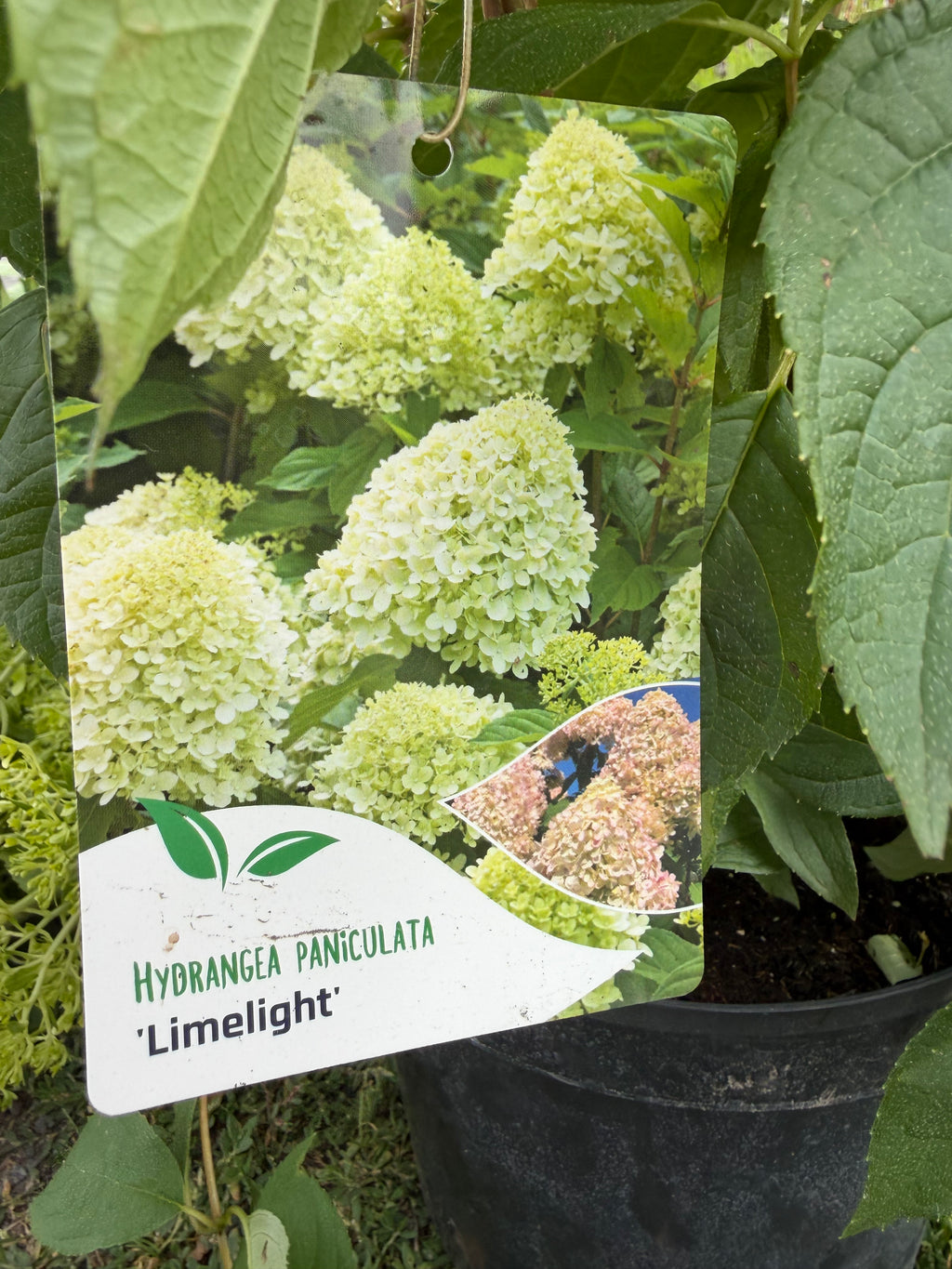 Hortensja bukietowa 'Limelight' (Hydrangea paniculata)