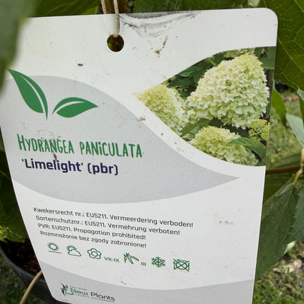 Hortensja bukietowa 'Limelight' (Hydrangea paniculata)