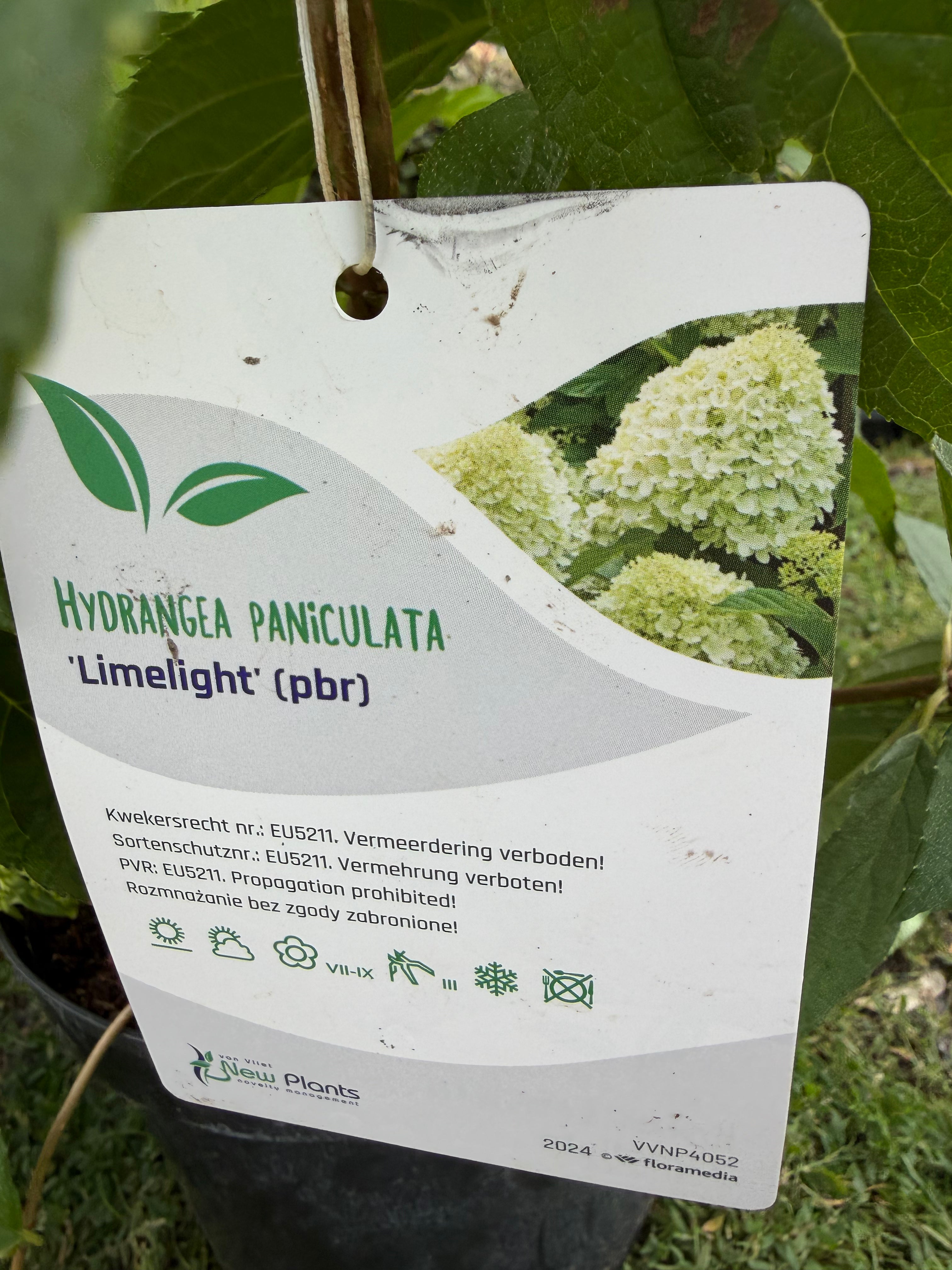 Hortensja bukietowa 'Limelight' (Hydrangea paniculata)