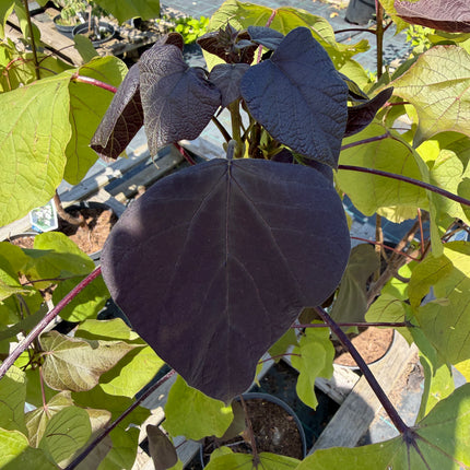 Katalpa purpurowa ‘Purpurea’ – duże purpurowe liście | Catalpa erubescens