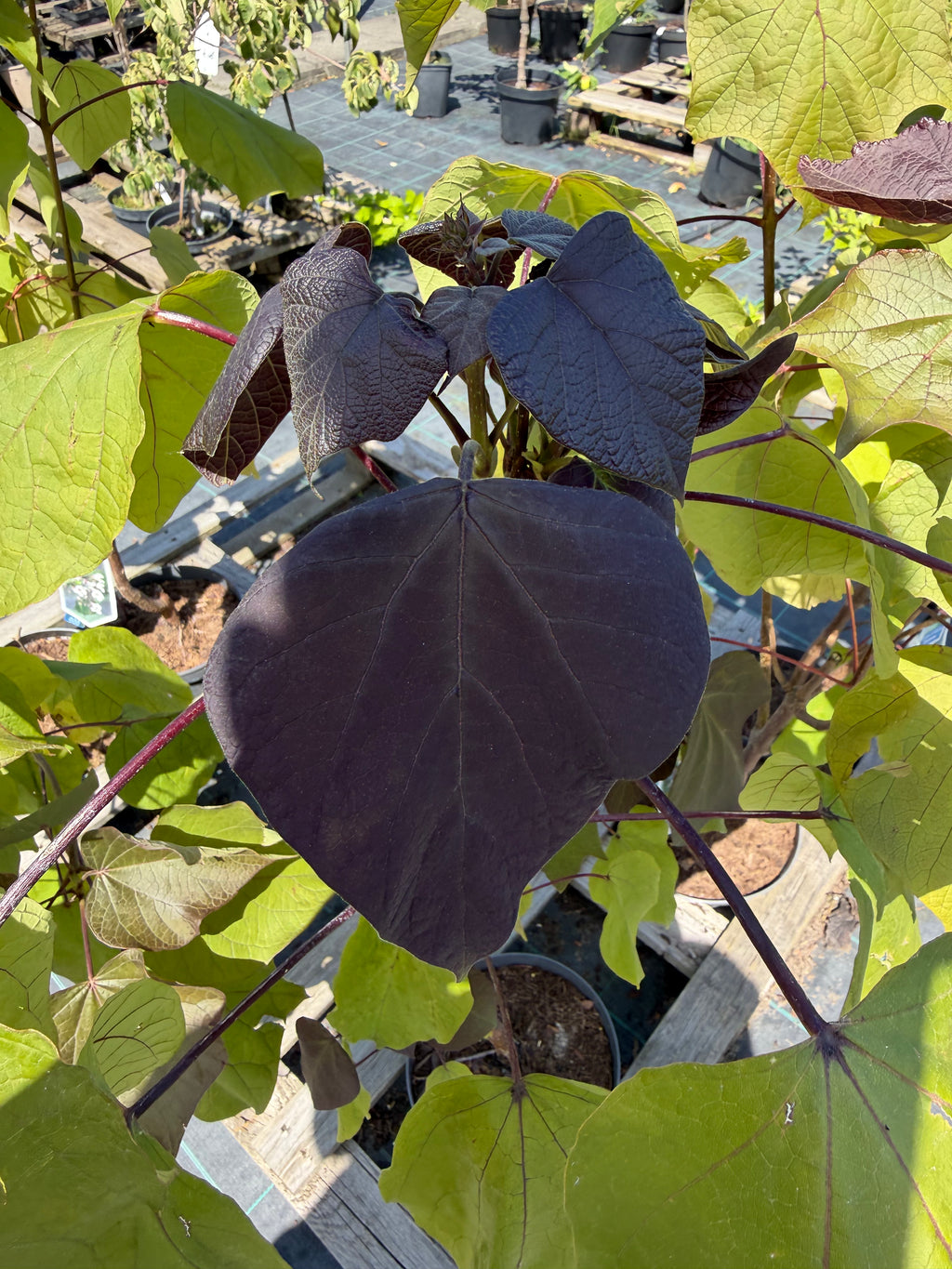 Katalpa purpurowa ‘Purpurea’ – duże purpurowe liście | Catalpa erubescens
