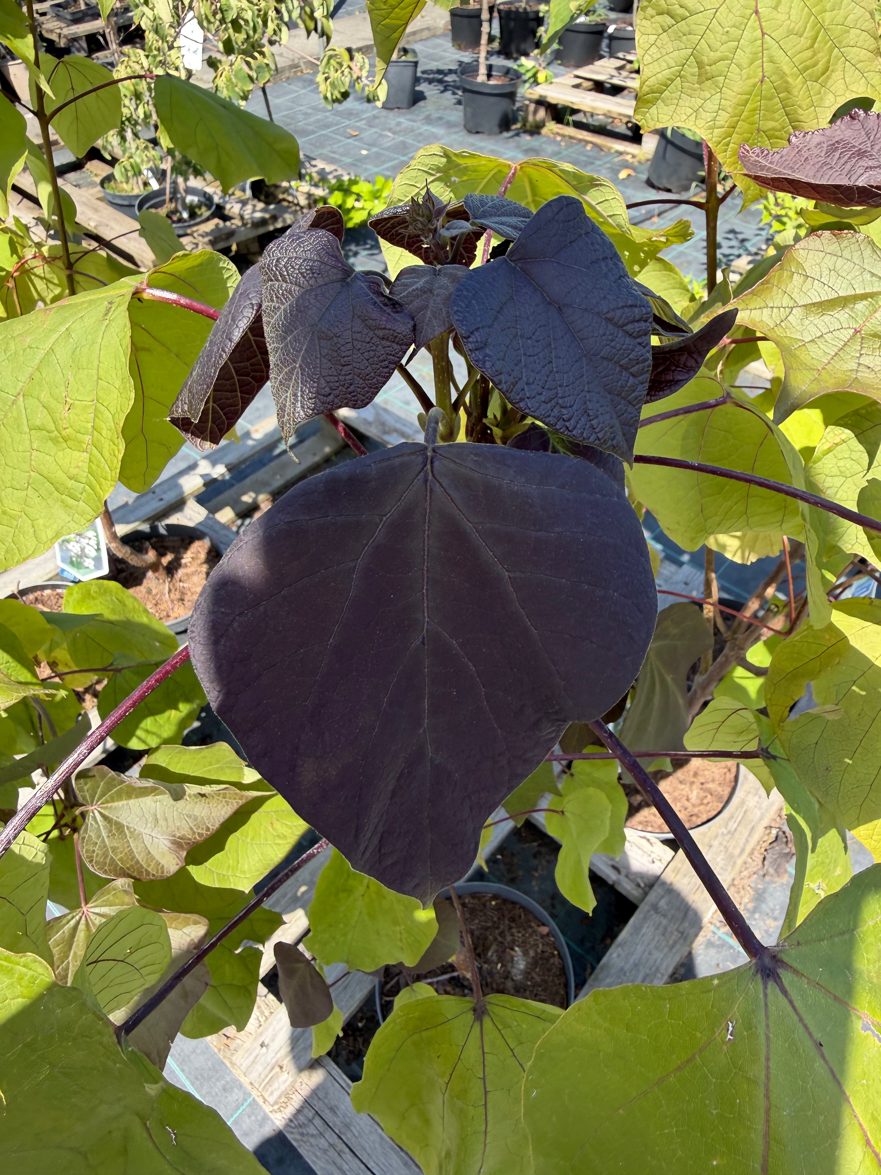 Katalpa purpurowa ‘Purpurea’ – duże purpurowe liście | Catalpa erubescens