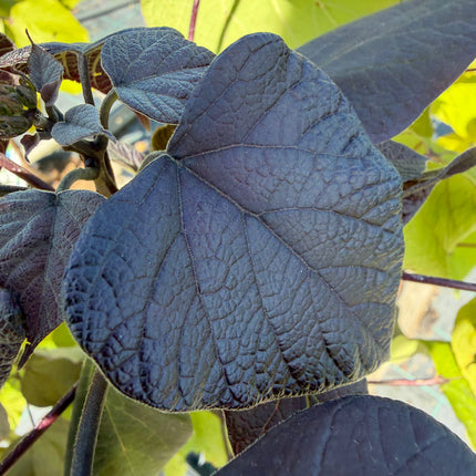 Katalpa purpurowa ‘Purpurea’ – duże purpurowe liście | Catalpa erubescens