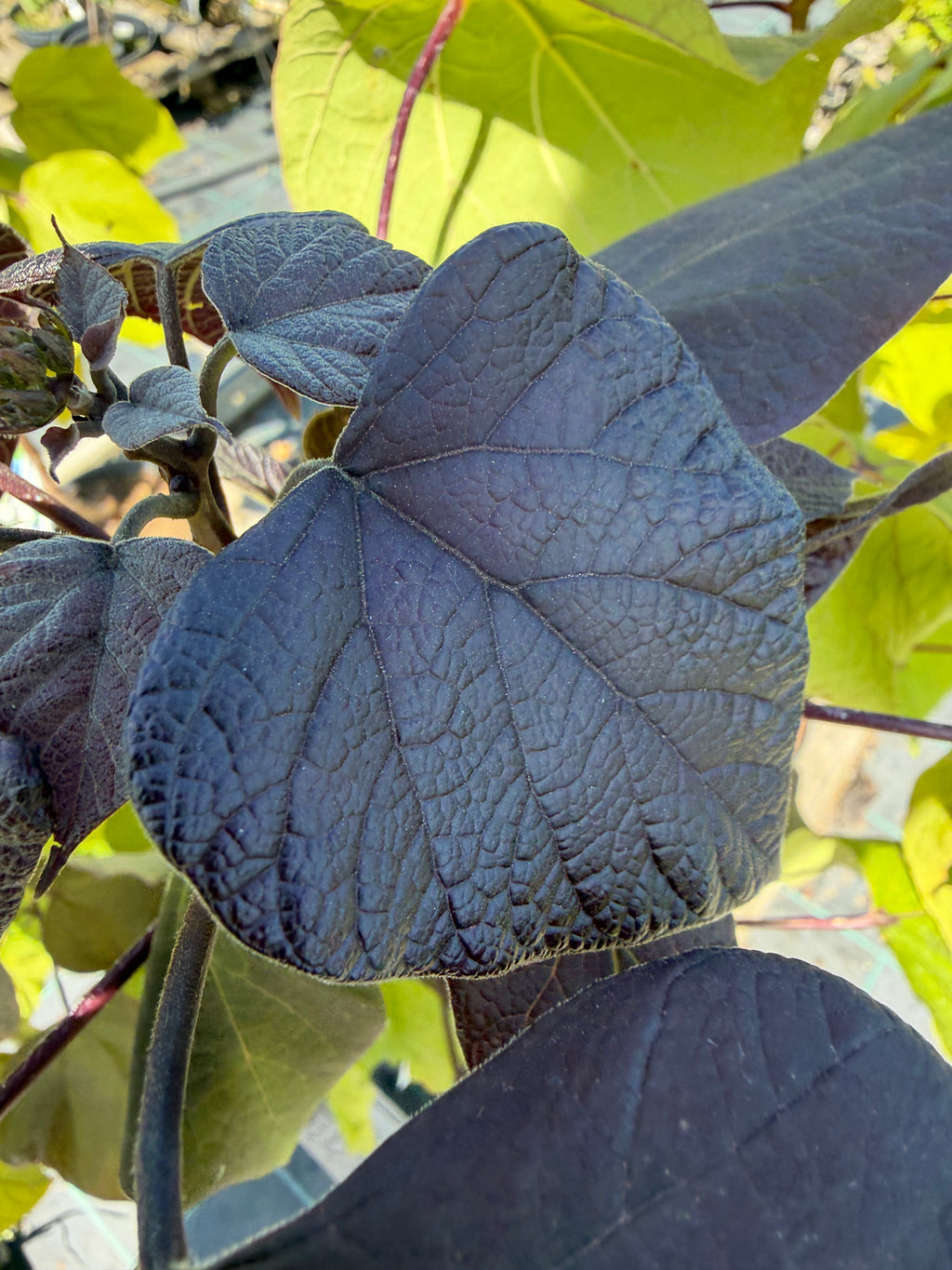 Katalpa purpurowa ‘Purpurea’ – duże purpurowe liście | Catalpa erubescens