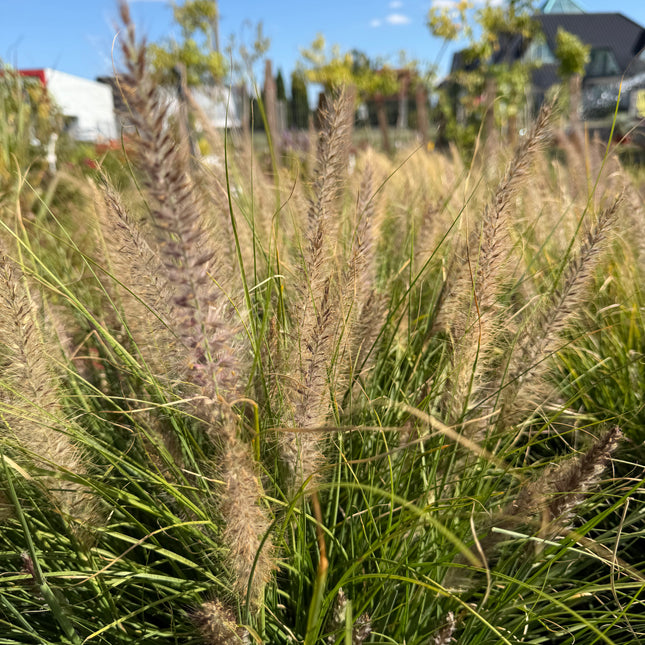 Rozplenica  ‘Winterbreeze’ 🌾