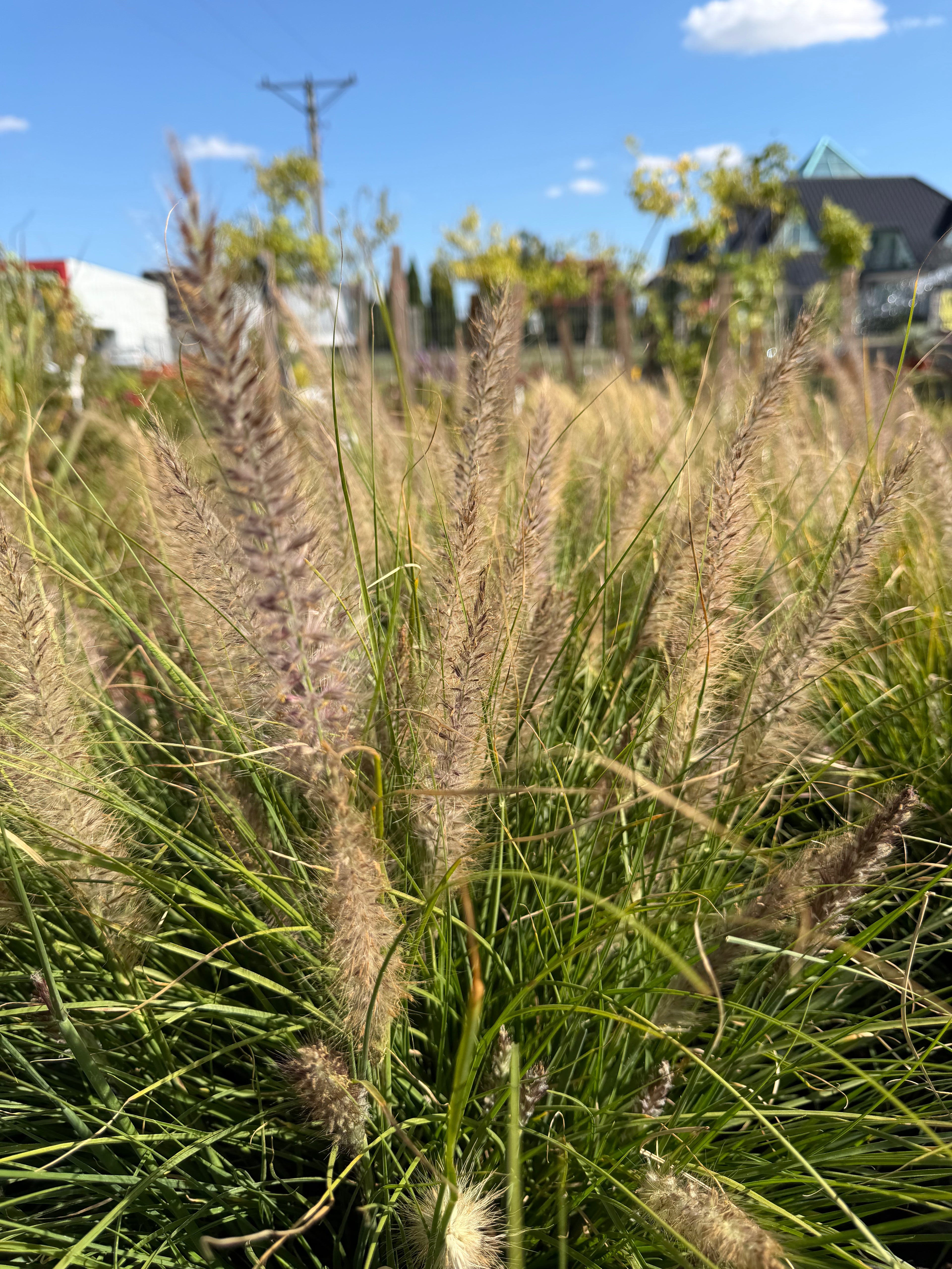 Rozplenica  ‘Winterbreeze’ 🌾