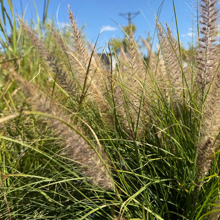 Rozplenica  ‘Winterbreeze’ 🌾