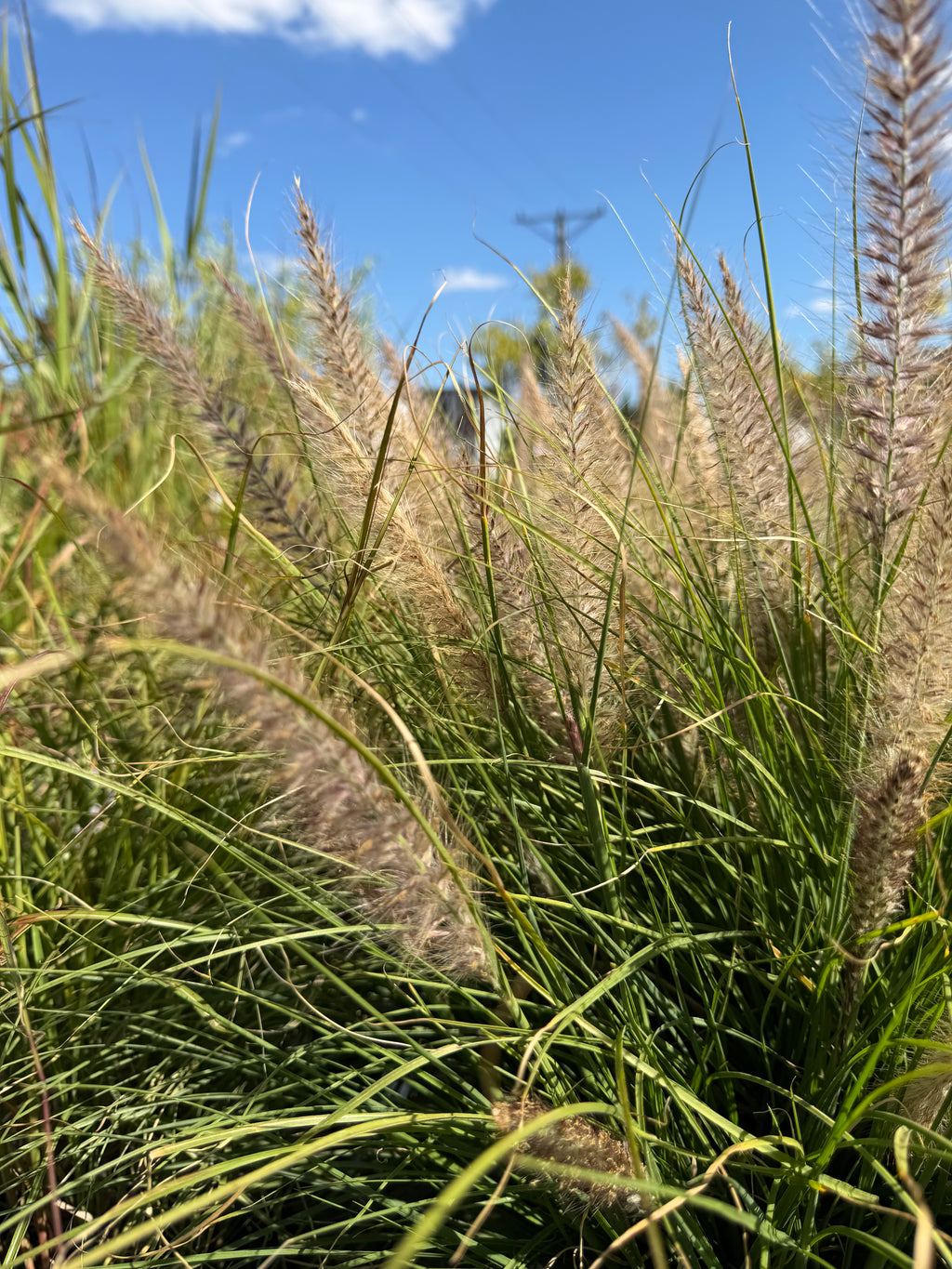 Rozplenica  ‘Winterbreeze’ 🌾