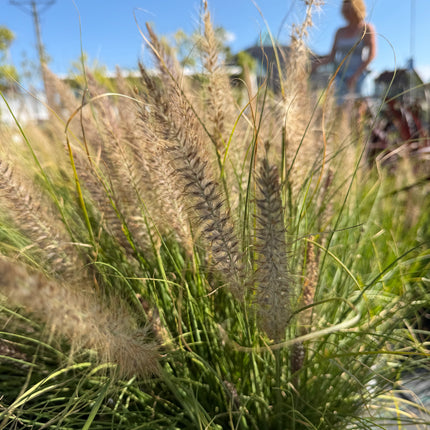 Rozplenica  ‘Winterbreeze’ 🌾