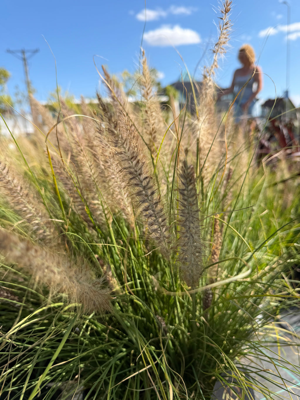Rozplenica  ‘Winterbreeze’ 🌾