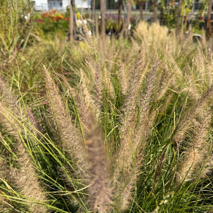 Rozplenica  ‘Winterbreeze’ 🌾
