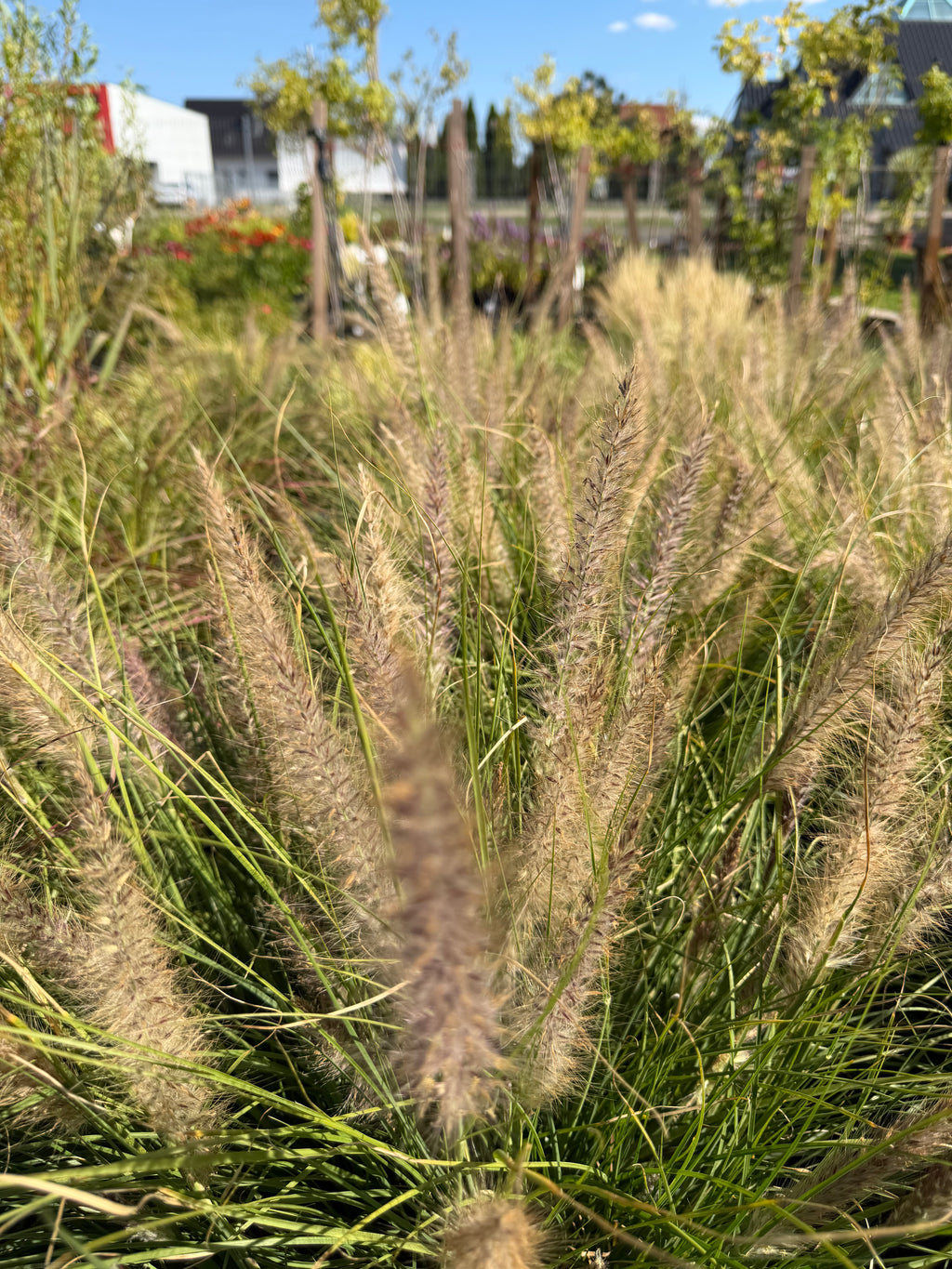 Rozplenica  ‘Winterbreeze’ 🌾