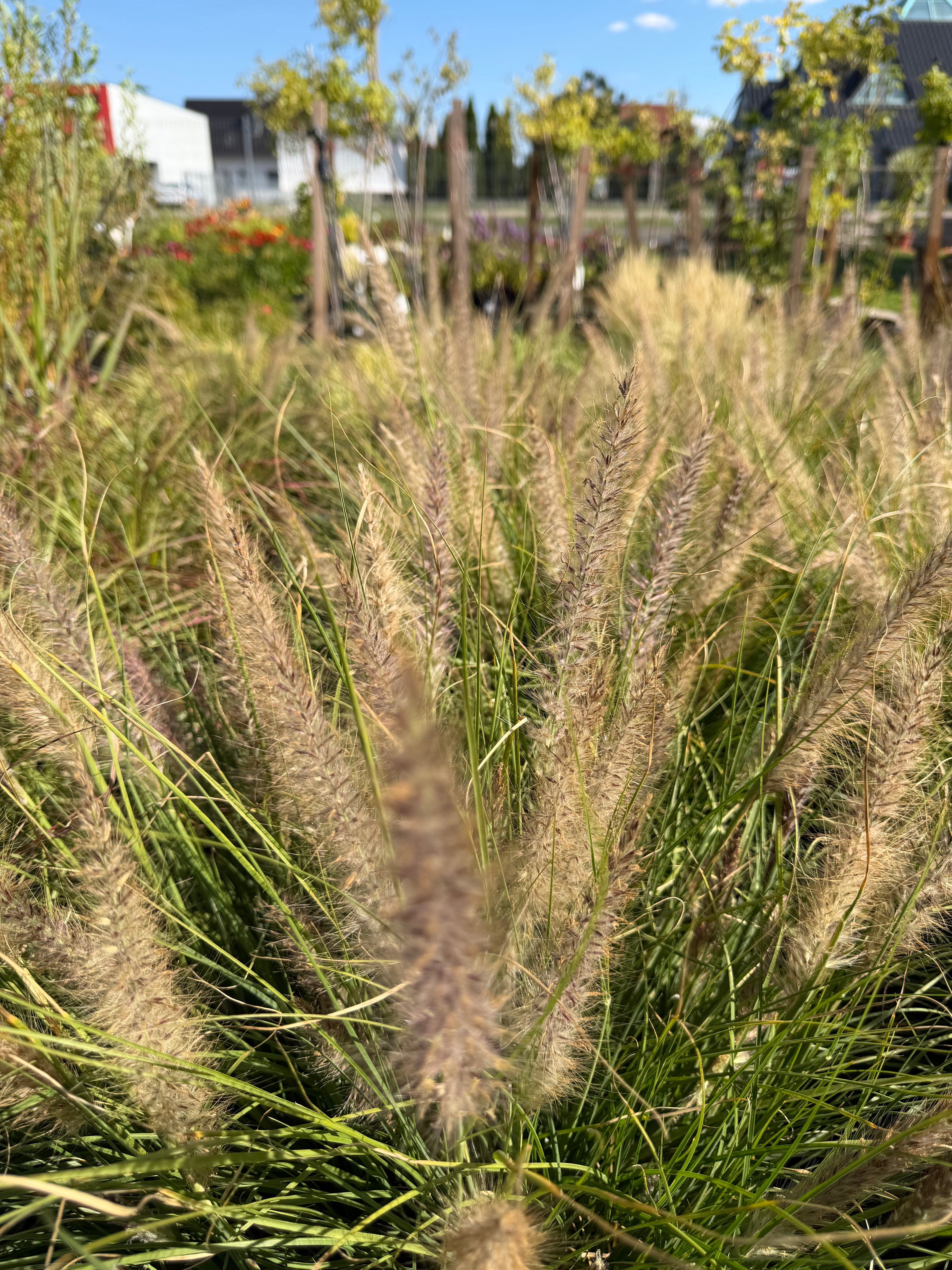 Rozplenica  ‘Winterbreeze’ 🌾