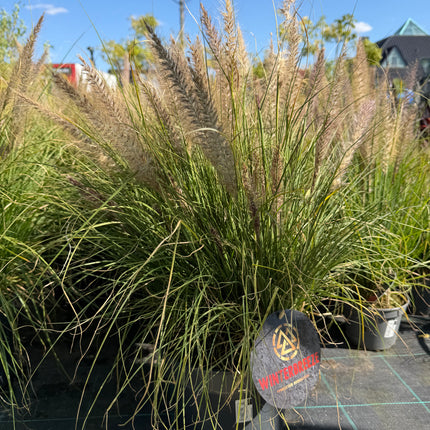 Rozplenica  ‘Winterbreeze’ 🌾