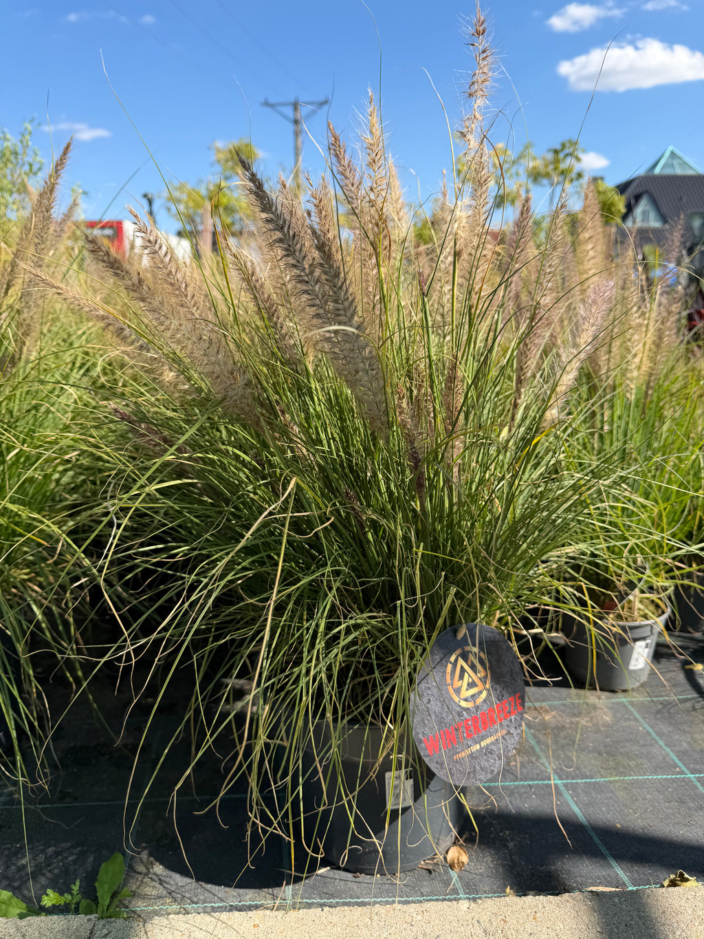 Rozplenica  ‘Winterbreeze’ 🌾