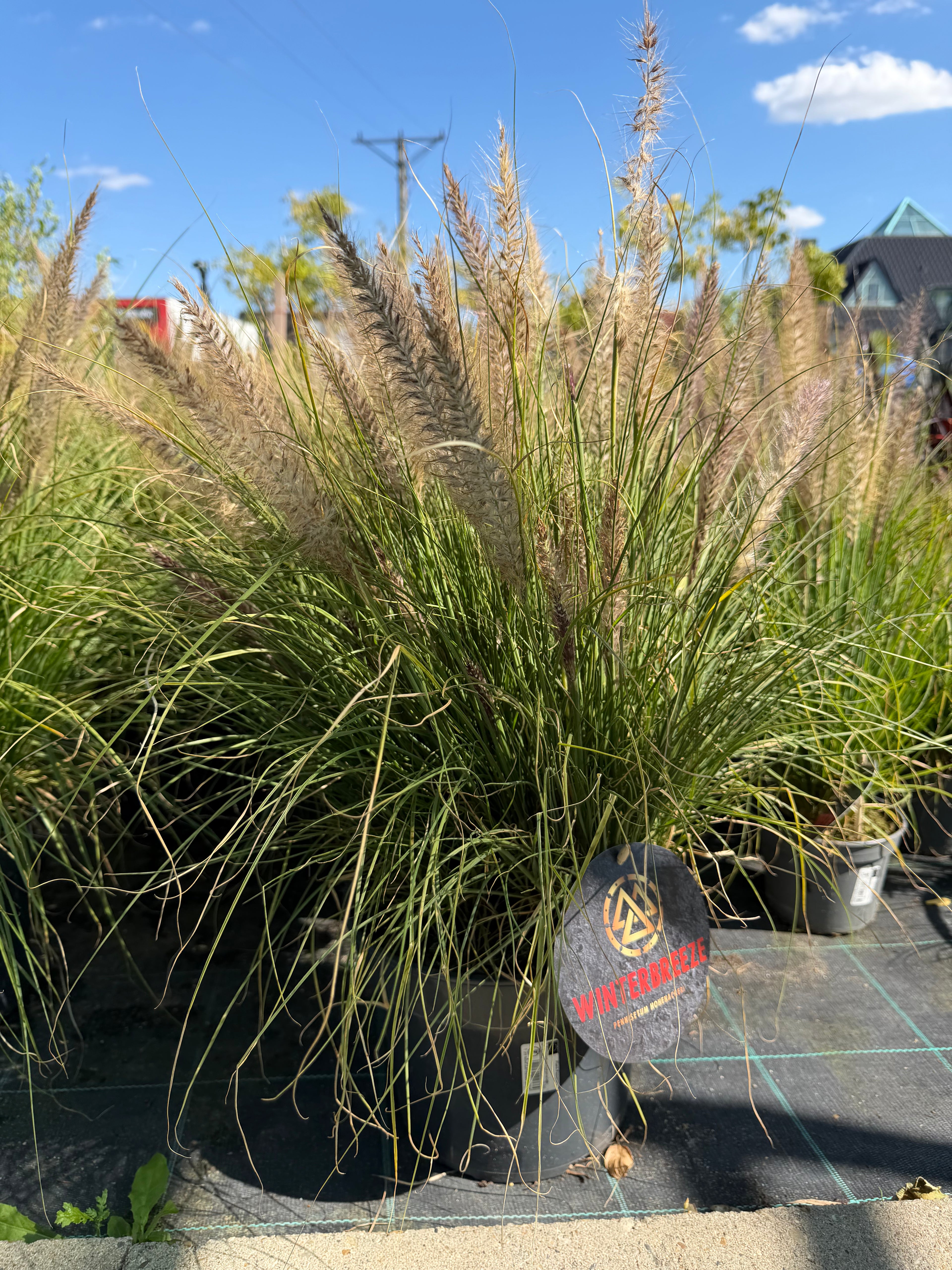 Rozplenica  ‘Winterbreeze’ 🌾