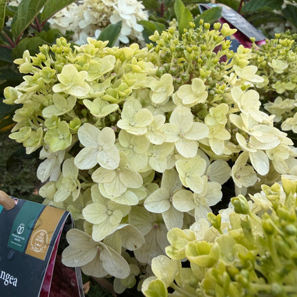 Hortensja bukietowa Living Little Rosy®