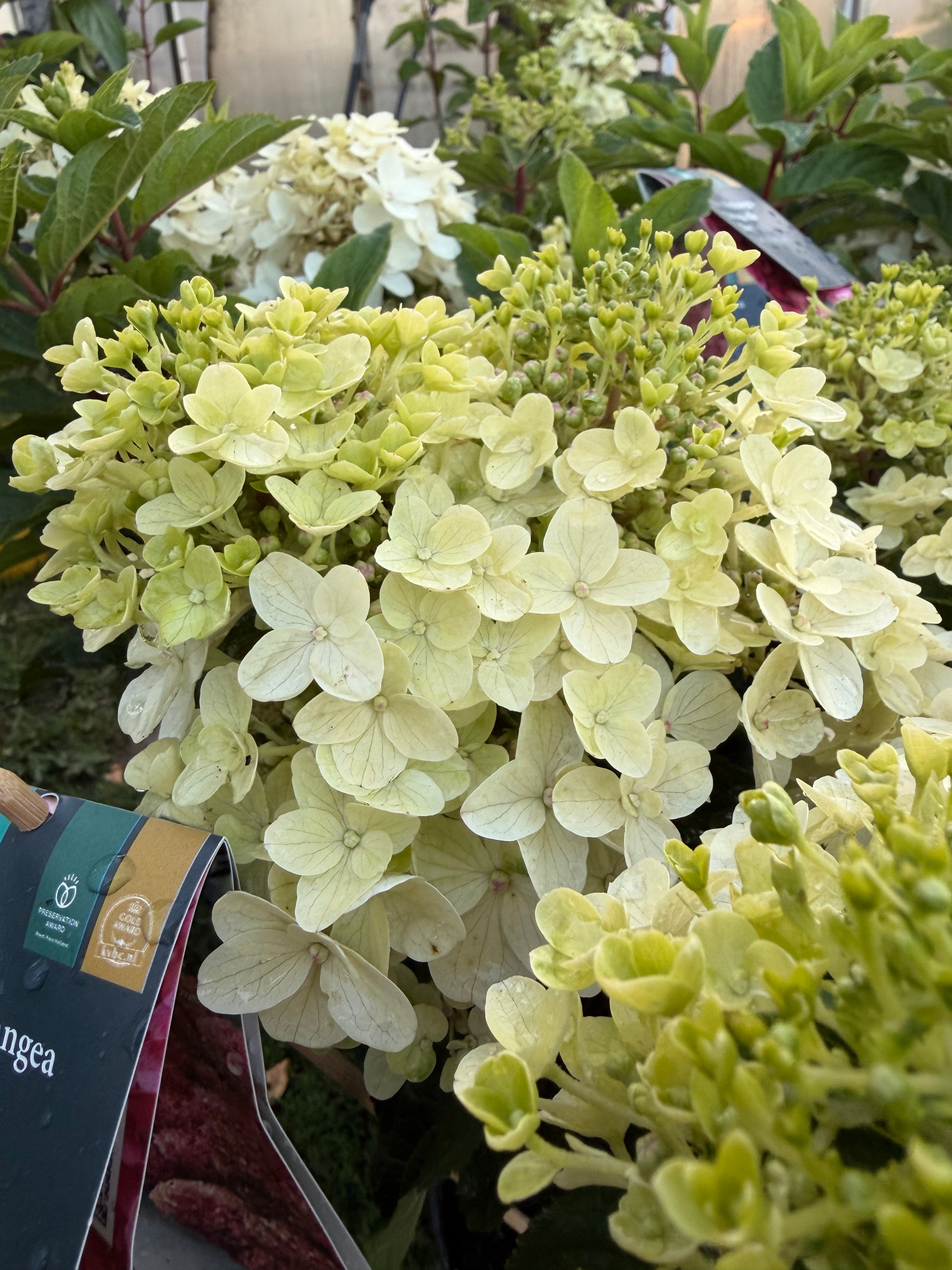 Hortensja bukietowa Living Little Rosy®